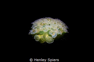 Lettuce Sea Slug by Henley Spiers 